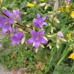 Campanula tracheliumКвітка