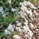 Achillea umbellata Natur