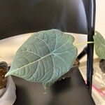 Alocasia baginda Лист