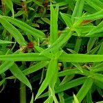 Hexasepalum apiculatum Blatt
