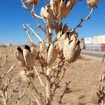 Yucca elata Floare