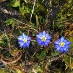 Gentiana sedifolia 花