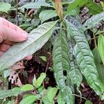 Aphelandra aurantiaca Yaprak