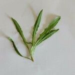 Crepis capillaris Leaf