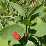 Lonicera utahensis Fruit