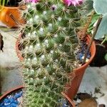 Mammillaria backebergiana 花