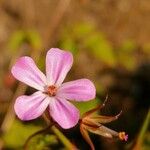 Geranium lucidumKukka