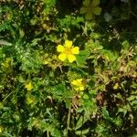 Potentilla argenteaΛουλούδι