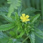 Potentilla norvegica Flor