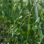 Draba nemorosa Anders