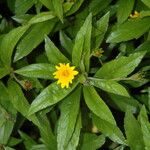 Sphagneticola trilobata Flower