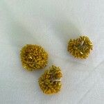 Helichrysum splendidum