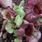 Sarracenia purpurea Lehti