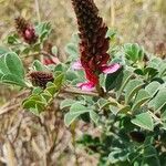 Indigofera schimperi 其他