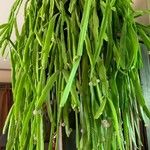 Rhipsalis micrantha Leaf