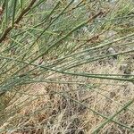 Moringa peregrina Blad