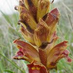 Orobanche variegata 花