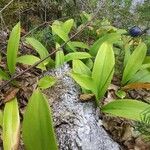 Clintonia borealis Liść