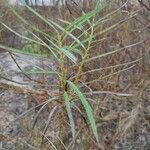 Salix viminalis Hoja