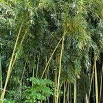 Phyllostachys aureosulcata葉