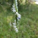 Spiranthes vernalis Kukka