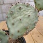 Opuntia macrorhiza List