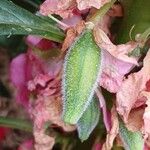 Impatiens balsamina Fruit