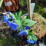 Pulmonaria angustifolia Květ