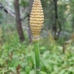 Equisetum laevigatum ফুল