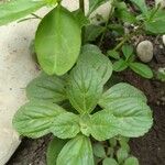 Stevia rebaudiana Leaf