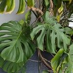 Monstera deliciosaLeaf