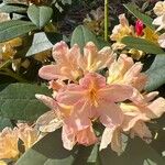 Rhododendron yakushimanum Květ