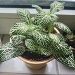 Fittonia albivenis Leaf