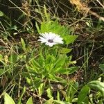 Dimorphotheca fruticosa Flower