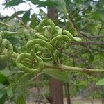 Acacia mangium Fruit