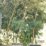 Bambusa vulgaris Kora