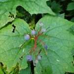 Diphylleia cymosa Fruto