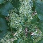 Clematis virginiana Leaf