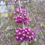 Callicarpa bodinieri Плід