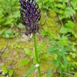 Phyteuma ovatum 花