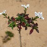 Iberis procumbens Natur