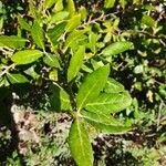 Quercus wislizeni Hoja