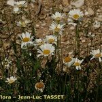 Leucanthemum pallens Habitat