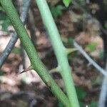 Smilax rotundifolia ᱪᱷᱟᱹᱞᱤ