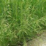 Poa trivialis পাতা