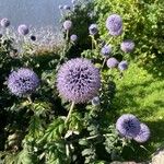 Echinops bannaticusFlower