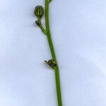 Crepis biennis Flower