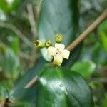 Pyrostria orbicularis Flor