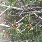 Periploca angustifolia Blomma