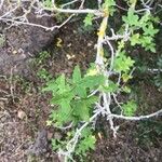 Lavatera acerifolia 葉